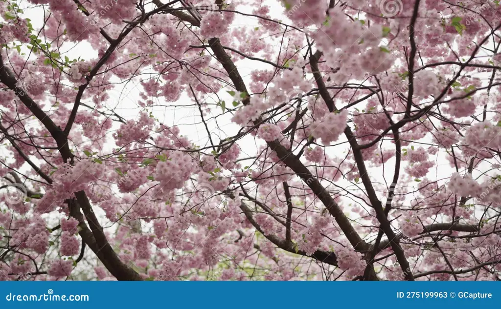 Metafora keindahan yang sementara Bunga sakura yang jatuh perlahan