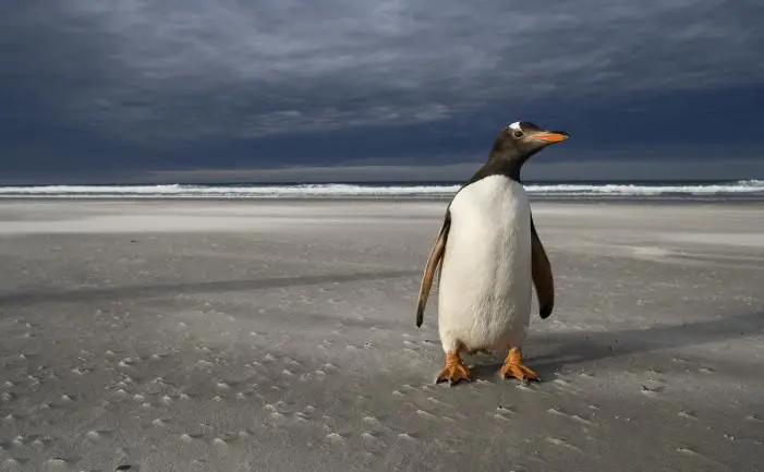 Melindungi Habitat Penguin Penguin melindungi habitatnya
