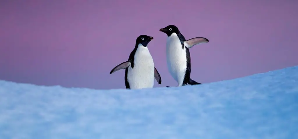 Pemandangan indah habitat penguin Animasi pemandangan alam yang indah dengan penguin