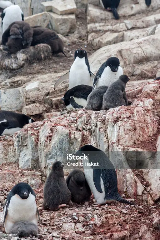 Kehidupan Keluarga Penguin Keluarga penguin di Antartika