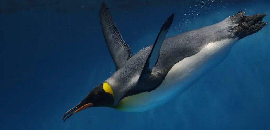Penguin mencari makan di tengah lautan yang luas Penguin berenang di lautan