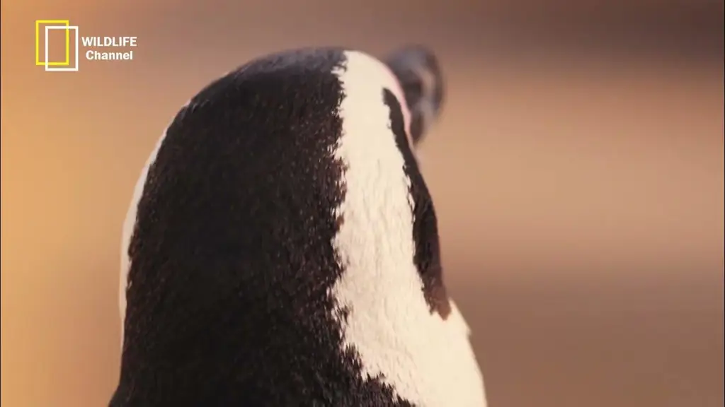 Detail animasi yang memukau dalam film anime penguin Animasi bergaya dokumenter tentang penguin