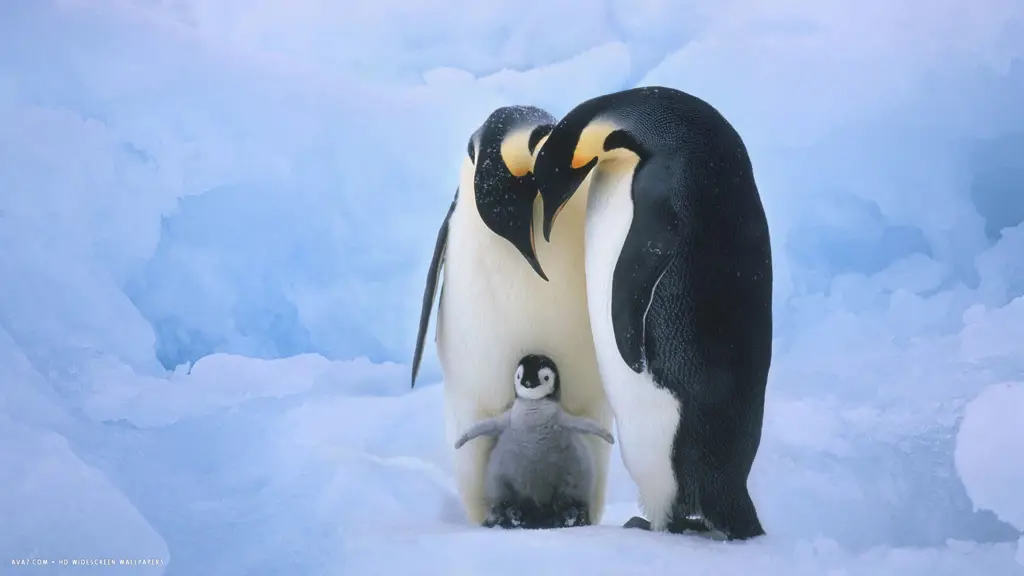 Kehidupan keluarga penguin di Antartika Gambar keluarga penguin di tengah salju